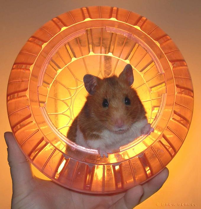 Hamster3