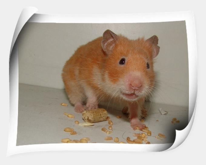 Hamster2