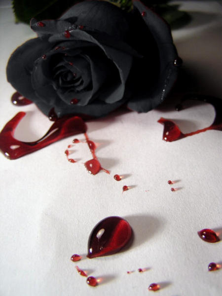 black rose